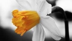 Flowers yellow black and white abstract spring daffodils 