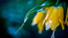 Flowers yellow blue Green