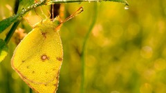 Flowers yellow Butterflies Plants insects