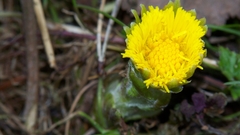 Flowers yellow dandelion flower