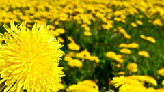 Flowers yellow dandelions yellow
