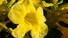 Flowers yellow flowers