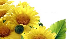 Flowers yellow flowers