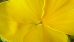 Flowers yellow flowers