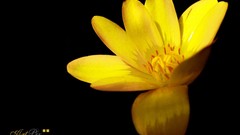 Flowers yellow flowers