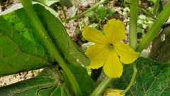Flowers yellow flowers
