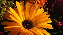 Flowers yellow flowers