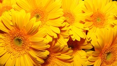 Flowers yellow flowers