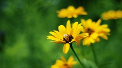 Flowers yellow flowers