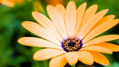 Flowers yellow flowers