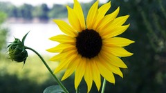 Flowers yellow flowers