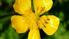 Flowers yellow flowers