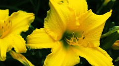 Flowers yellow flowers