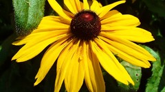 Flowers yellow flowers