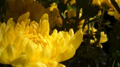 Flowers yellow flowers