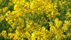 Flowers yellow flowers