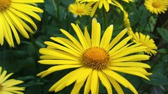 Flowers yellow flowers