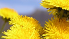 Flowers yellow flowers