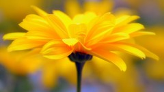 Flowers yellow flowers