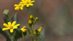 Flowers yellow flowers