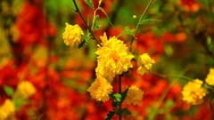 Flowers yellow flowers