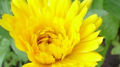 Flowers yellow flowers