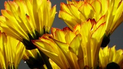 Flowers yellow flowers