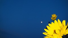 Flowers yellow flowers