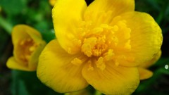 Flowers yellow flowers