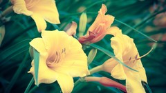 Flowers yellow flowers