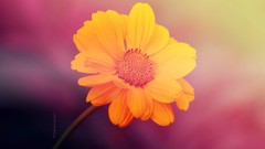 Flowers yellow flowers