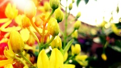 Flowers yellow flowers