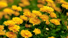 Flowers yellow flowers