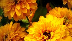 Flowers yellow flowers