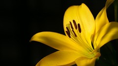 Flowers yellow flowers