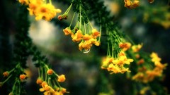 Flowers yellow flowers