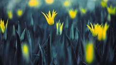 Flowers yellow flowers