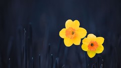 Flowers yellow flowers