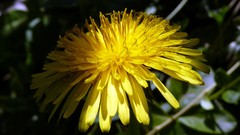 Flowers yellow flowers