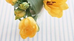 Flowers yellow flowers