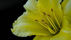 Flowers yellow flowers