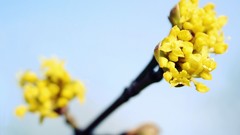 Flowers yellow flowers
