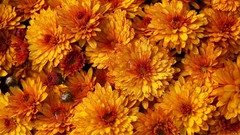 Flowers yellow flowers