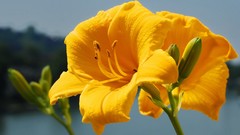 Flowers yellow flowers