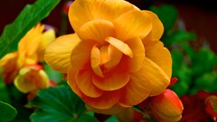 Flowers yellow flowers