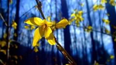 Flowers yellow flowers