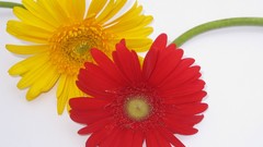 Flowers yellow flowers