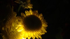 Flowers yellow flowers