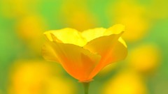 Flowers yellow flowers