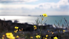 Flowers yellow flowers blurred background
